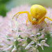 Whitebanded Crab Spider by rhoing