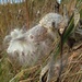 milkweed pods by wiesnerbeth