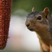 time to refill the squirrel feeder by amyk