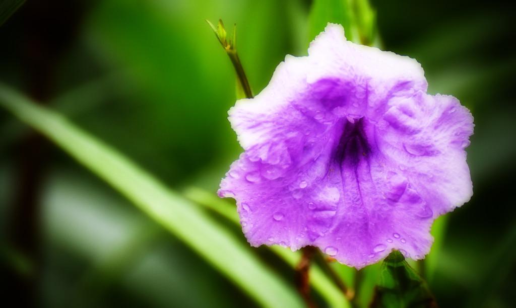 Purple Flower After the Rain by rickster549