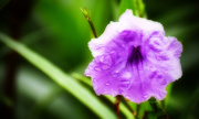 20th Sep 2015 - Purple Flower After the Rain