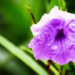 Purple Flower After the Rain by rickster549