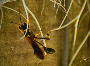 20th Sep 2015 - Wasp in the Moss