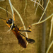 Wasp in the Moss by rickster549