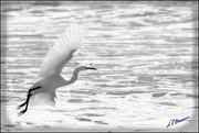 18th Sep 2015 - In Flight Black and White