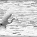 In Flight Black and White by flygirl