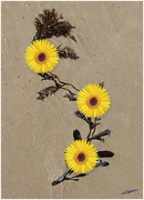 21st Sep 2015 - Seaweed and Yellow Flowers