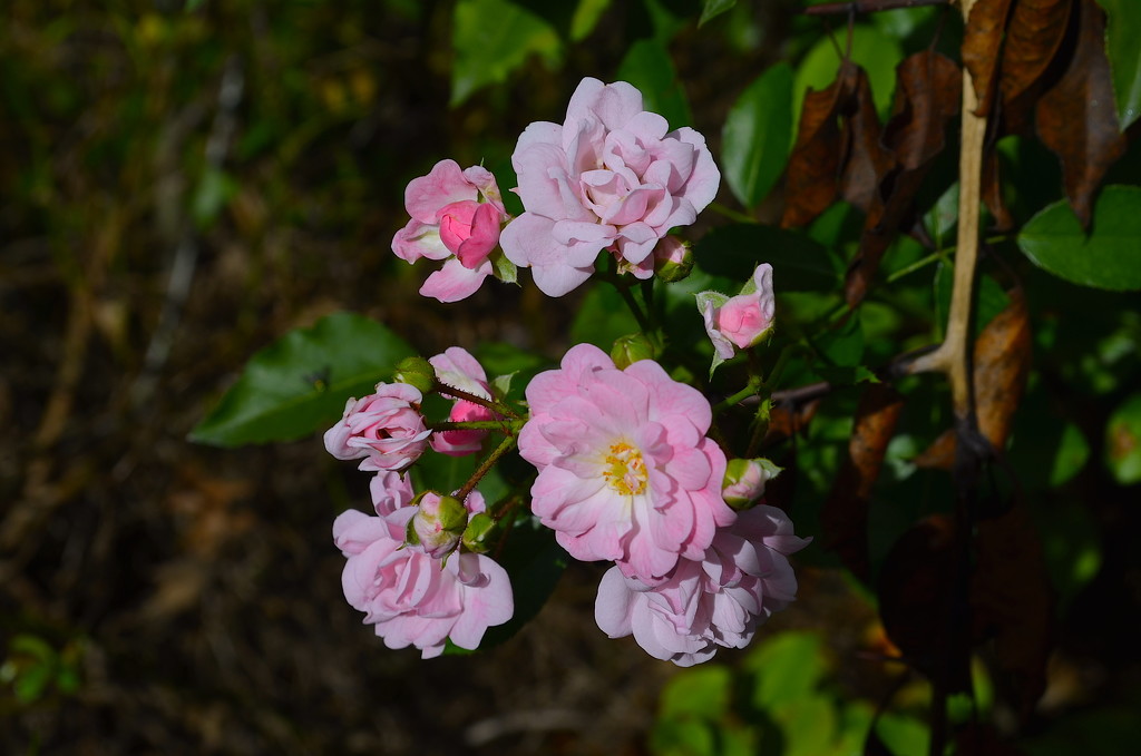 Roses, Magnolia Gardens, Charleston, SC by congaree