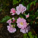 Roses, Magnolia Gardens, Charleston, SC by congaree