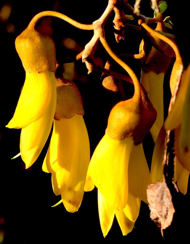 Kowhai yellow. by kiwinanna