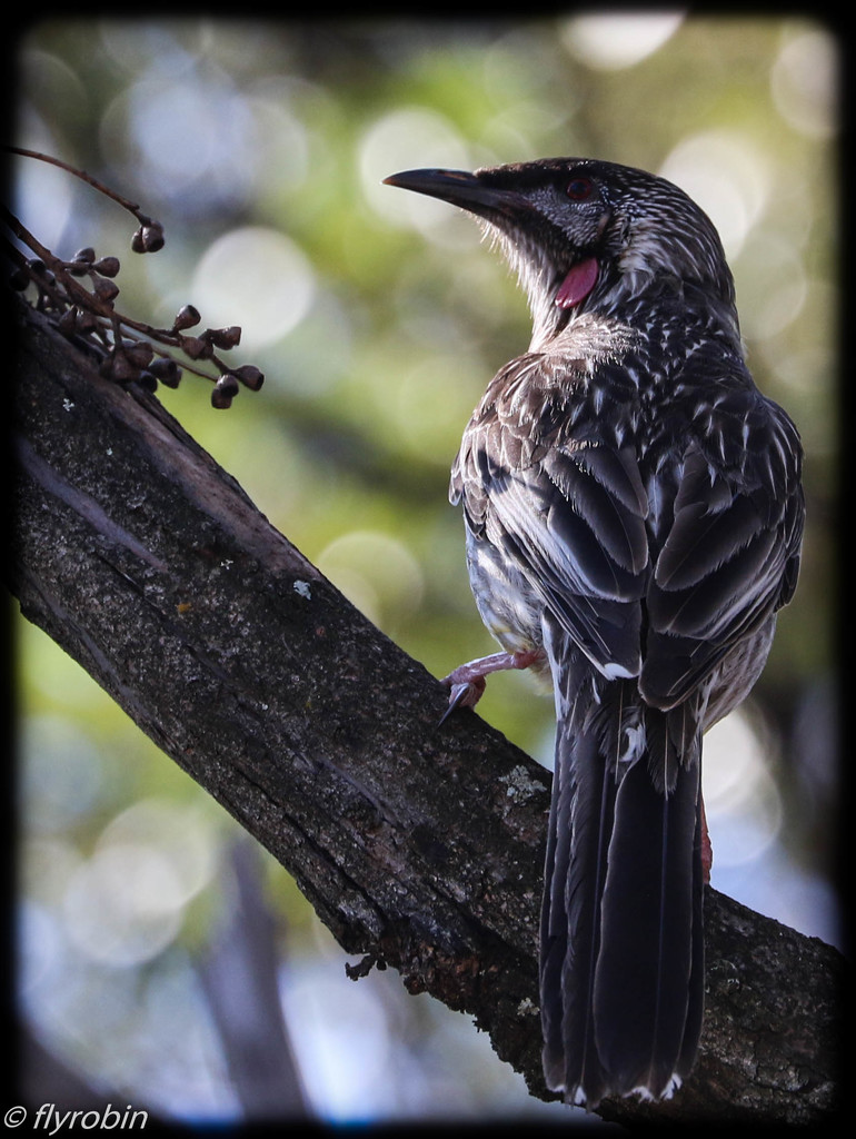 Wattle bird by flyrobin