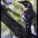 Wattle bird by flyrobin