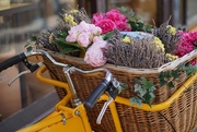 21st Sep 2015 - a basket of flowers