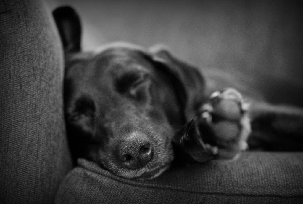 Last Snooze of Summer Dog Days by alophoto