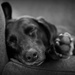 Last Snooze of Summer Dog Days by alophoto