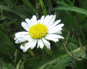 21st Sep 2015 - Miniature daisy