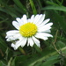 Miniature daisy by bruni