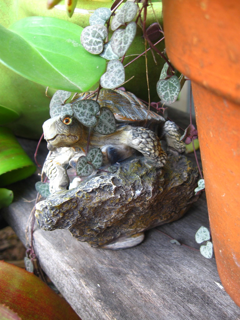 My Turtle in the Shade by mozette