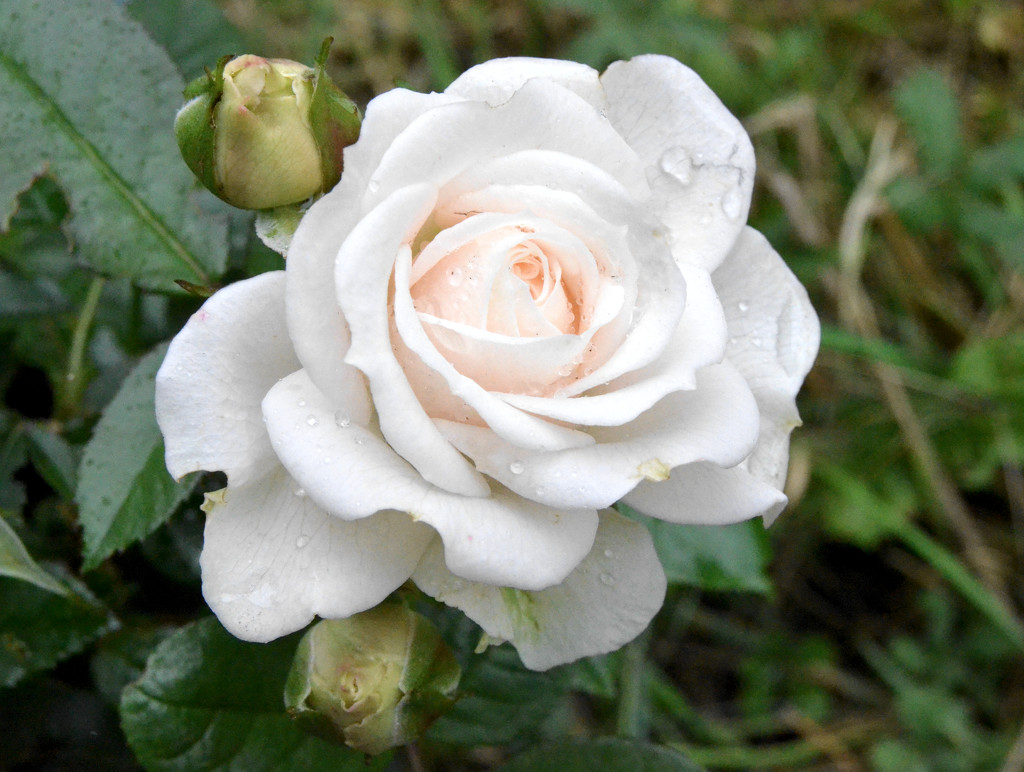 White Rose by arkensiel