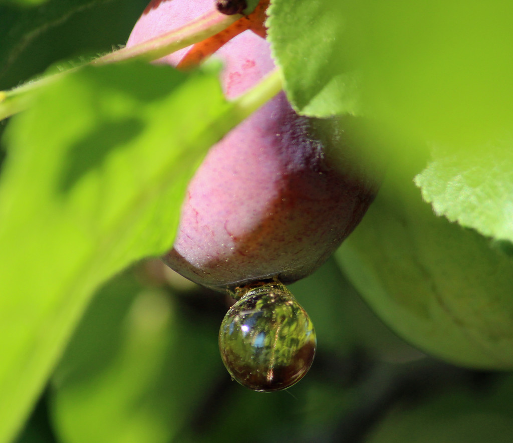 Drop of a plum by annelis
