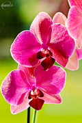 21st Sep 2015 - Orchid