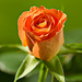Orange rose by elisasaeter