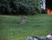 3rd Sep 2015 - European hare (Lepus europaeus)