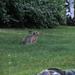 European hare (Lepus europaeus) by annelis