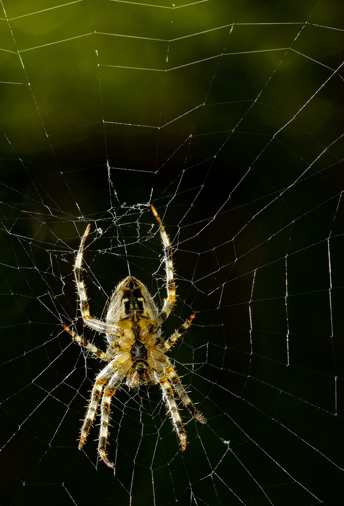 Spider and Web by jgpittenger