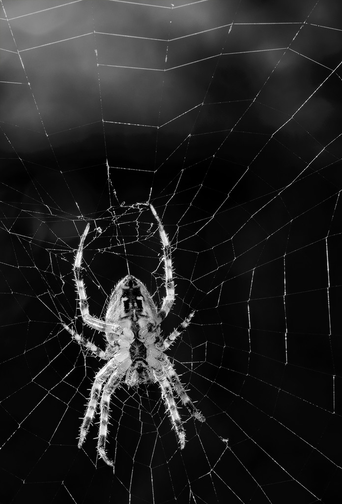 Spider and Web b and w by jgpittenger