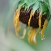 Sad Sunflower by lynnz