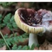 More photo`s of toadstools by pyrrhula