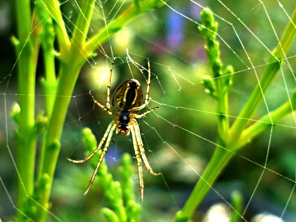 Incy wincy spider  by countrylassie