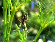 21st Sep 2015 - Incy wincy spider 