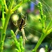 Incy wincy spider  by countrylassie