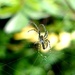 Incy wincy spider (pt. 2) by countrylassie