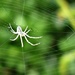Incy wincy spider (pt. 3) by countrylassie