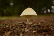 20th Sep 2015 - 50mm sooc fungus