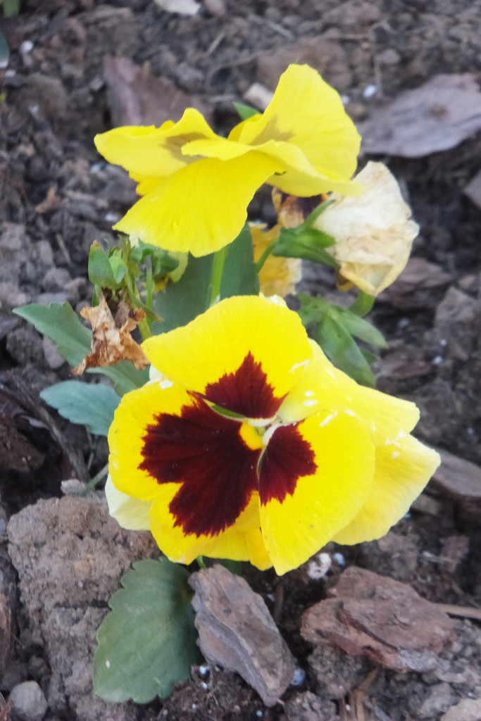 Pansy Yellow by linnypinny