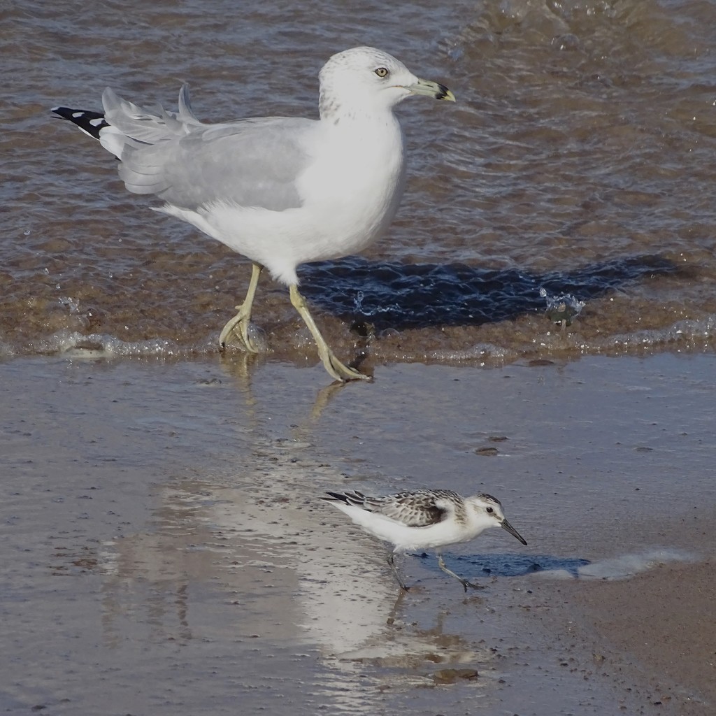 Gull and Sanderling by annepann