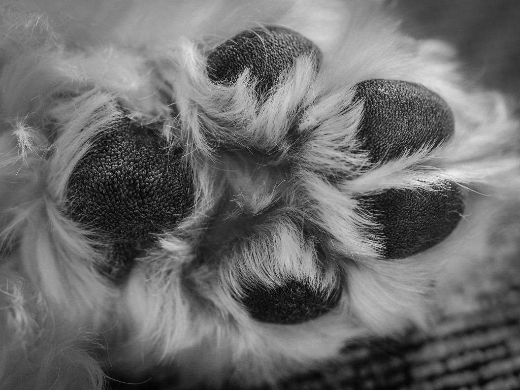 Doggie Feet by rosiekerr