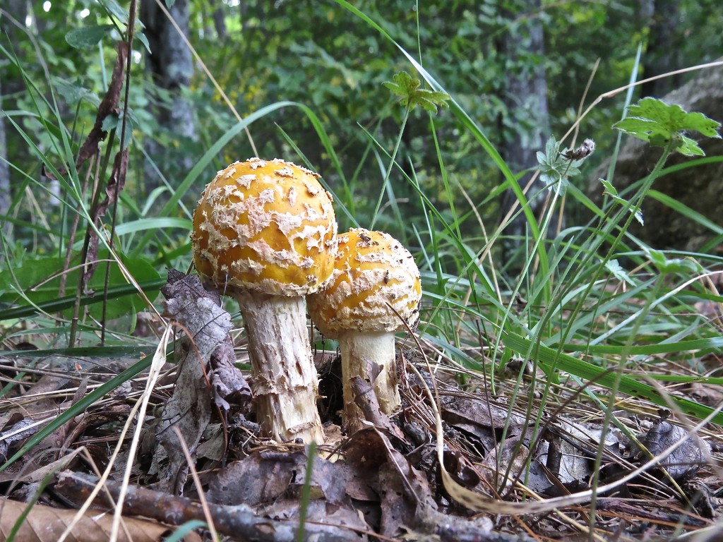 Mushroom or Toadstool? by rob257