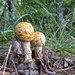 Mushroom or Toadstool? by rob257