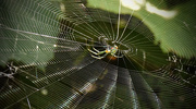 21st Sep 2015 - Spiderweb with Spider