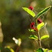 Little Burgundy Flower by The Osprey by elatedpixie