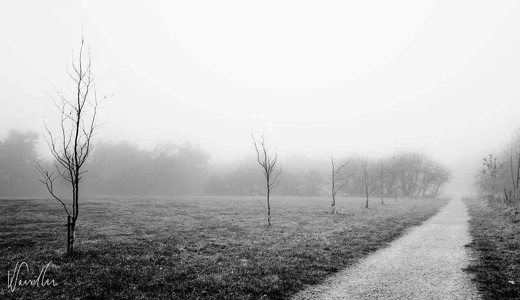 Misty simplicity by vikdaddy