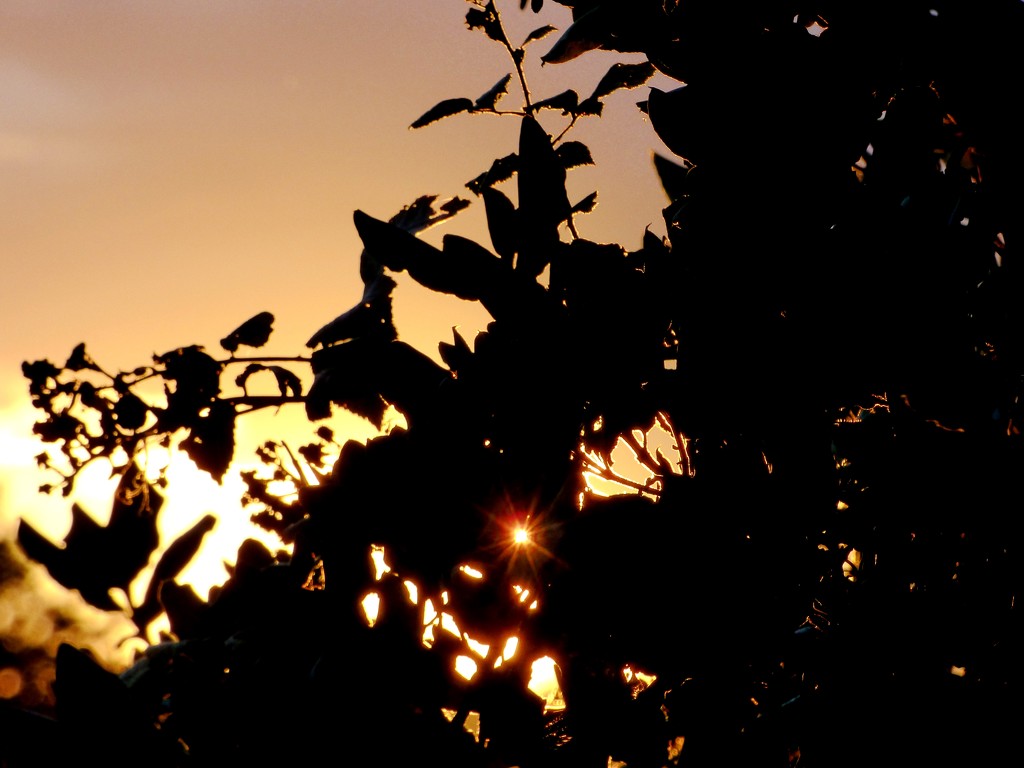 Sunset through the hedgerow by julienne1