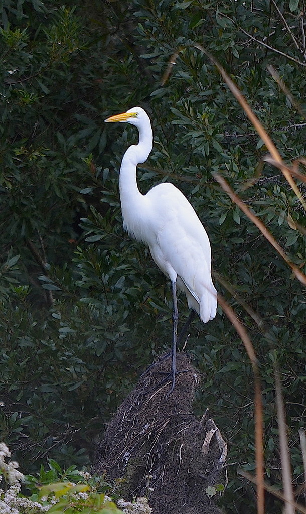 Egret, Magnolia Gardens, Charleston, SC by congaree