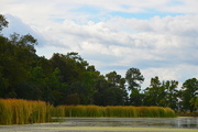 22nd Sep 2015 - Marsh and wetlands near the Ashley River, Magnolia Gardens, Charleston, SC