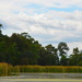 Marsh and wetlands near the Ashley River, Magnolia Gardens, Charleston, SC by congaree